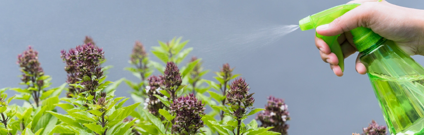DIY homemade weed killer