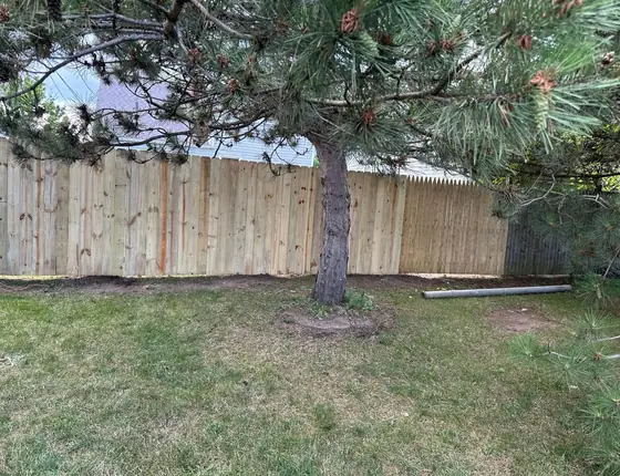 Wood privacy fence built around a mature pine tree