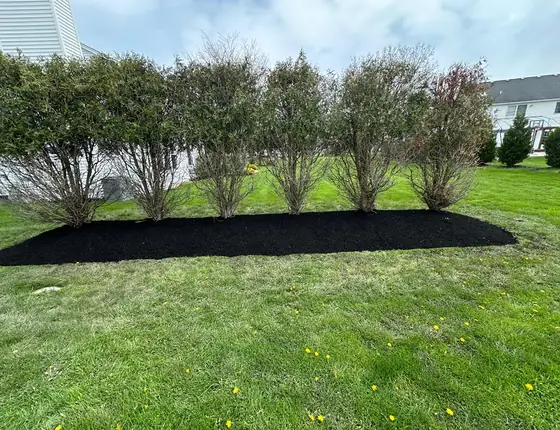 Fresh black mulch bed under a row of shrubs on a green lawn