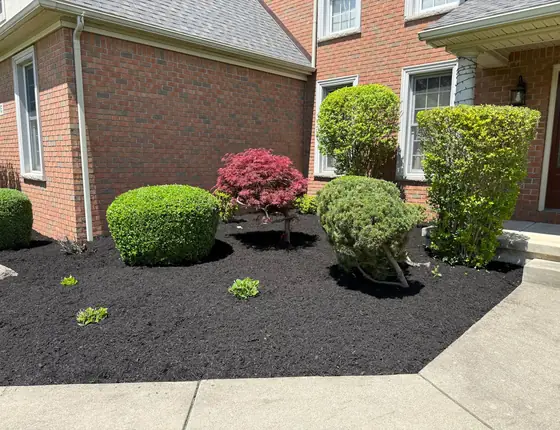 Black mulch around shrubs and a red Japanese maple