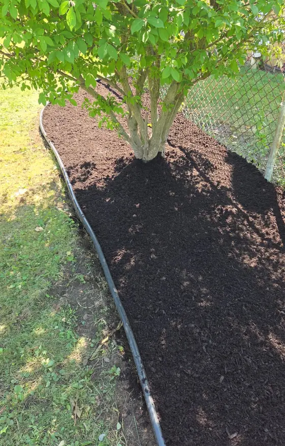 Mulch bed with black edging under a leafy shrub
