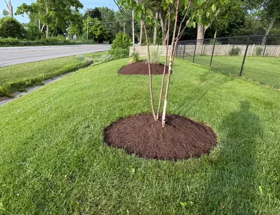 Newly planted birch tree with a round mulch bed