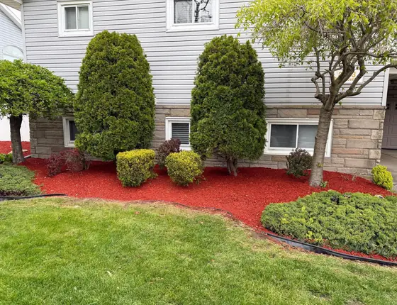 Red mulch bed around evergreens and low shrubs