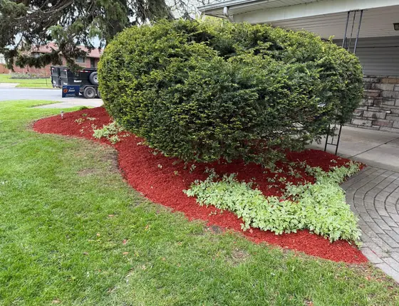 Red mulch curving around a large trimmed shrub