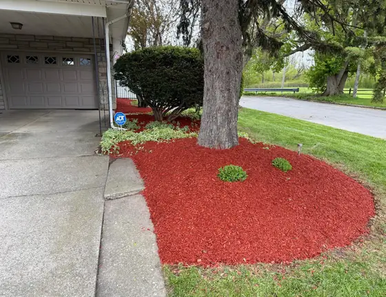 Red mulch bed around a tree beside a paver driveway