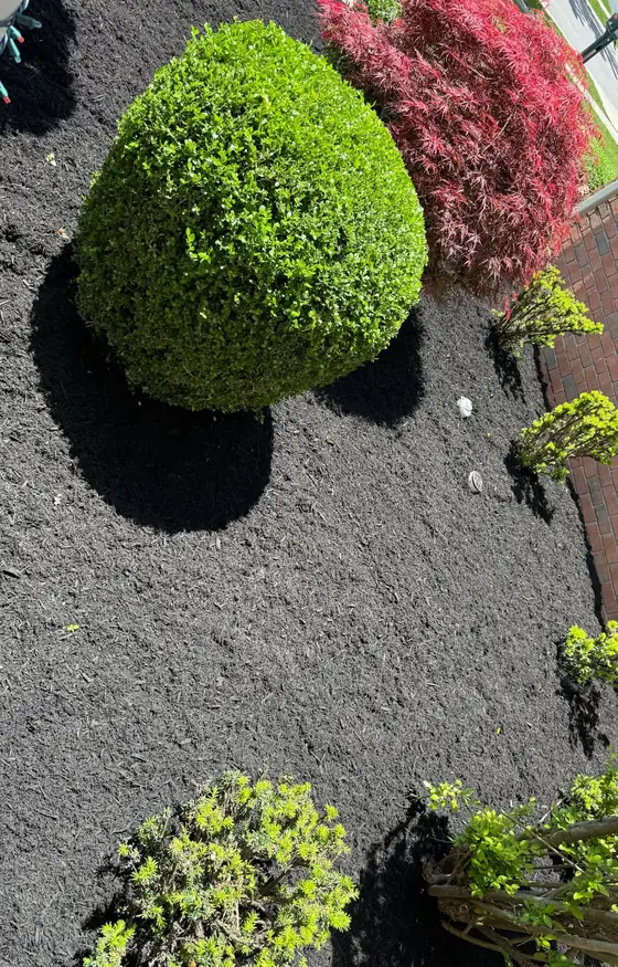 Rounded shrub in fresh black mulch