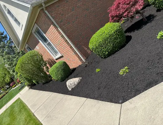 Sculpted shrubs in black mulch along a sidewalk