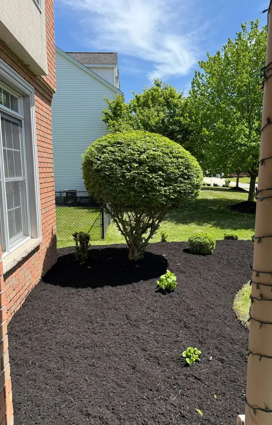 Tree form shrub trimmed in a mulch bed