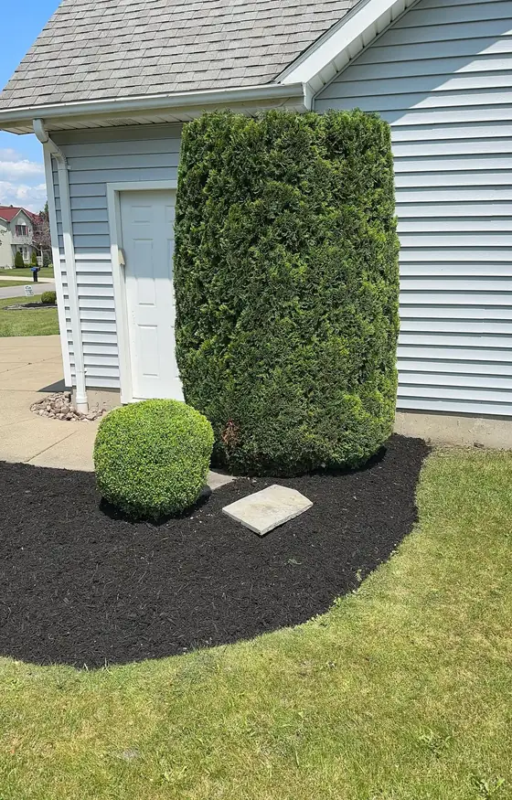 Trimmed arborvitae and shrubs in a mulch bed at a garage corner