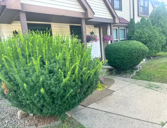 Neatly trimmed evergreen beside a front walkway