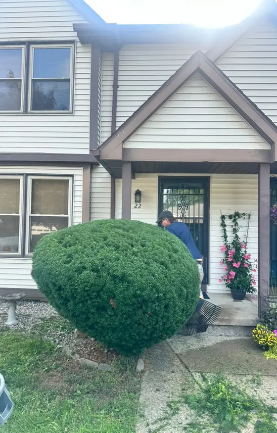 Trimmed round shrub in front of a townhome