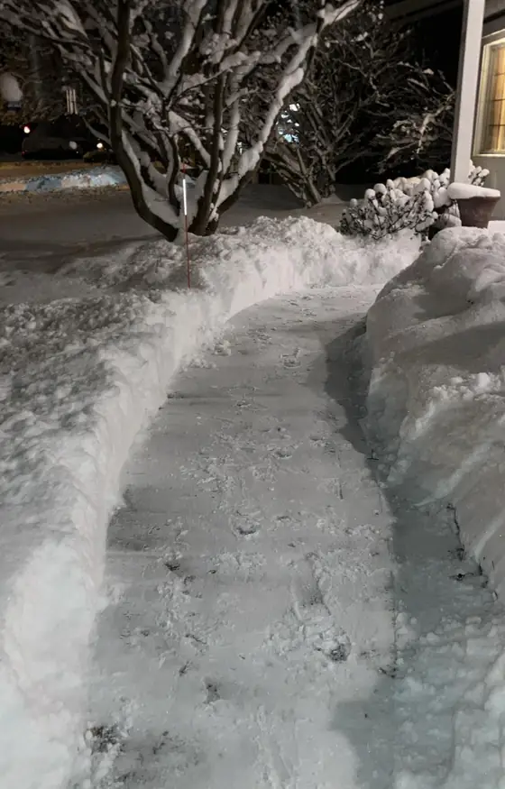 Driveway and walkway cleared beside a snow covered shrub
