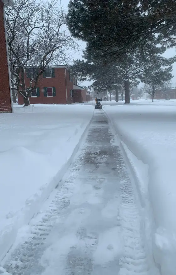 Sidewalk cleared beneath large trees during snowfall