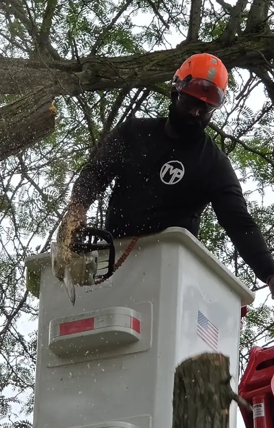 Arborist in a lift bucket cutting a tree limb with a chainsaw