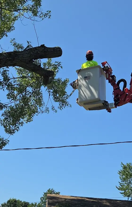 Worker in a lift bucket cutting a high branch