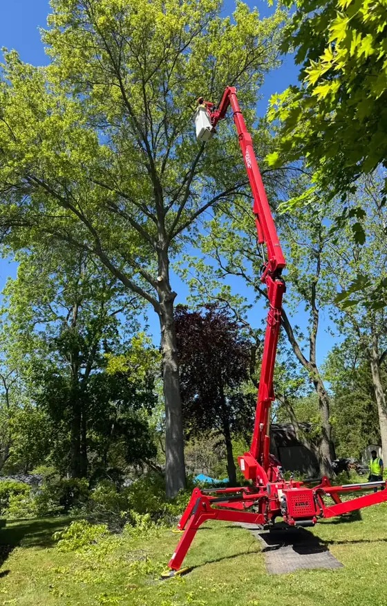 Lift bucket reaching the high canopy of a mature tree
