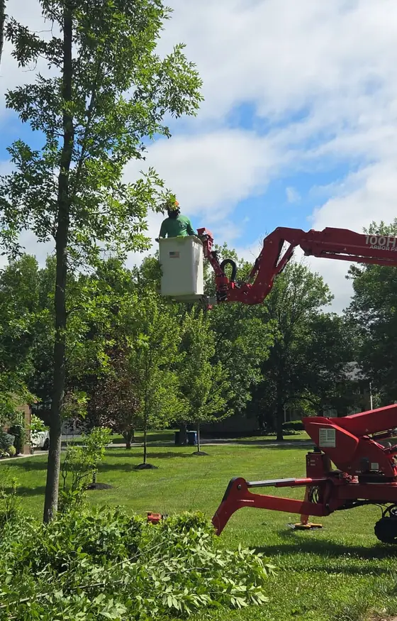 Tree crew in a lift bucket trimming a tall tree