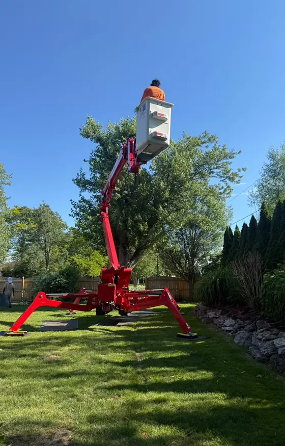 Lift bucket raised into a leafy tree on a sunny day