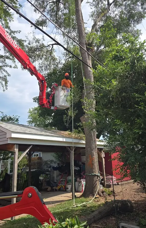 Crew in a lift bucket removing a tree in a neighborhood