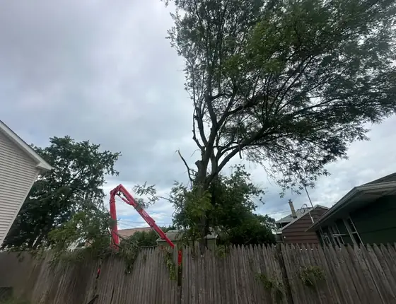 Lift removing limbs from a large tree beside a house