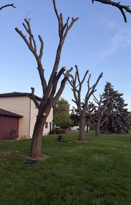 Pruned bare trees on a residential lawn