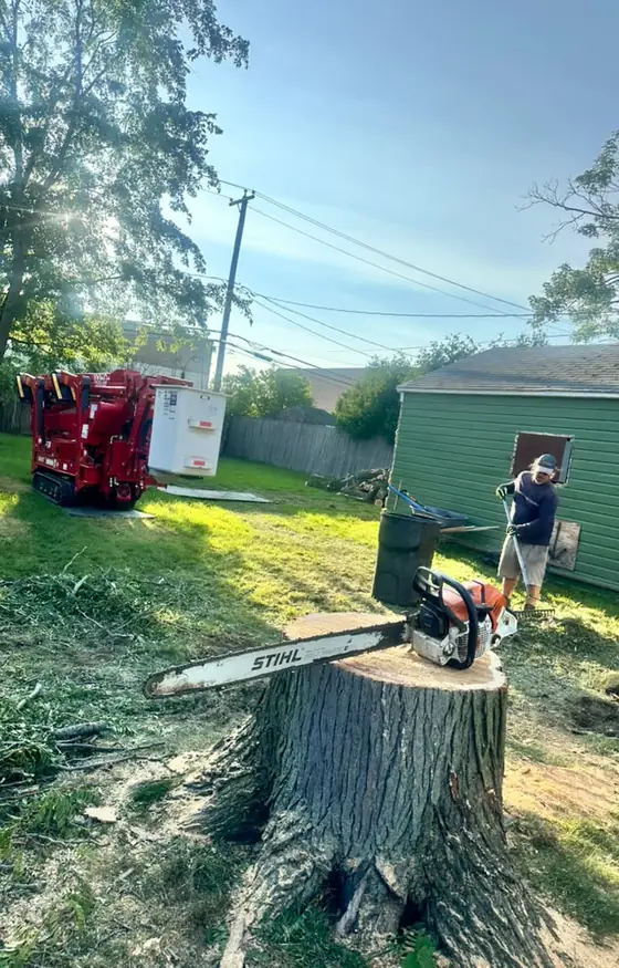 Large tree stump after removal with a chainsaw on top