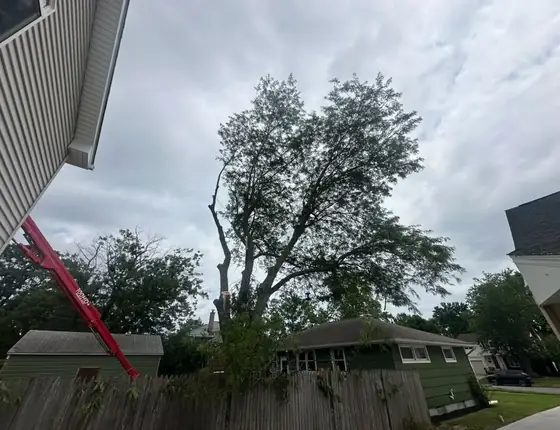 Tall tree being taken down in sections with a lift