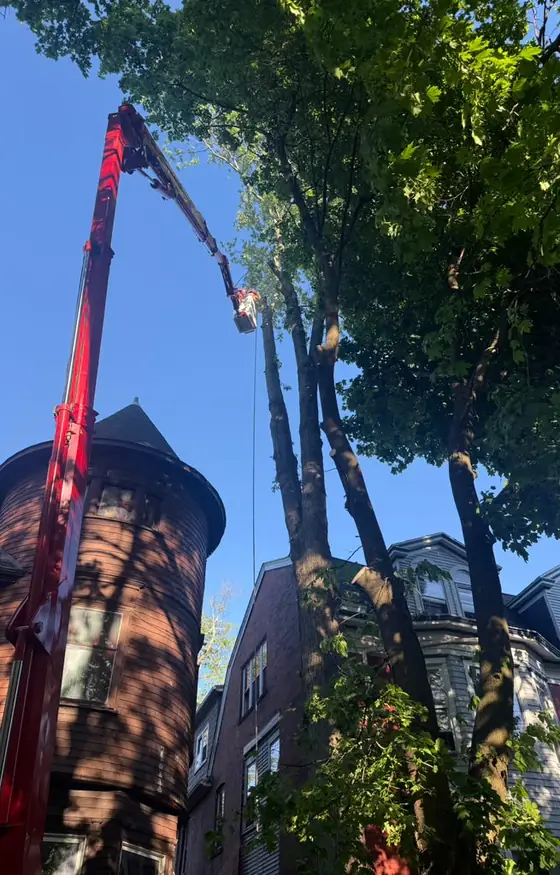 Spider lift boom beside tall trees and a historic brick home