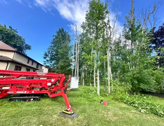 Tracked lift beside a grove of birch trees