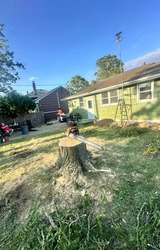 Tree cut low to the ground in a residential yard