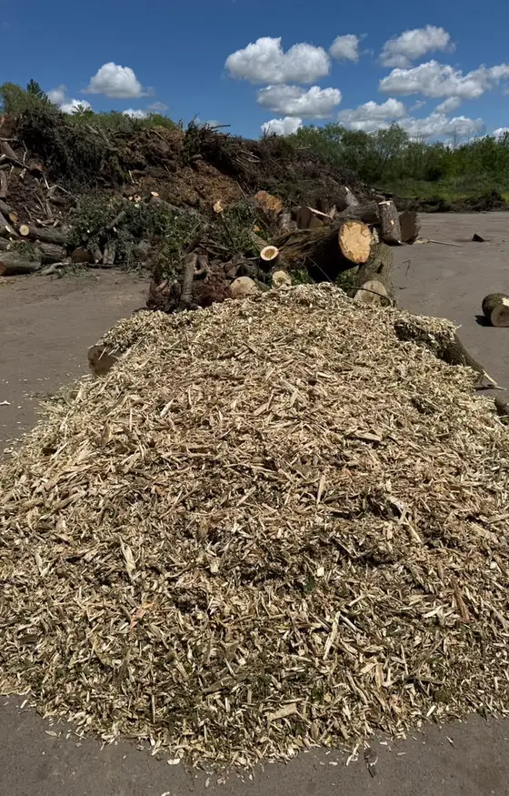 Large pile of wood chips after tree removal