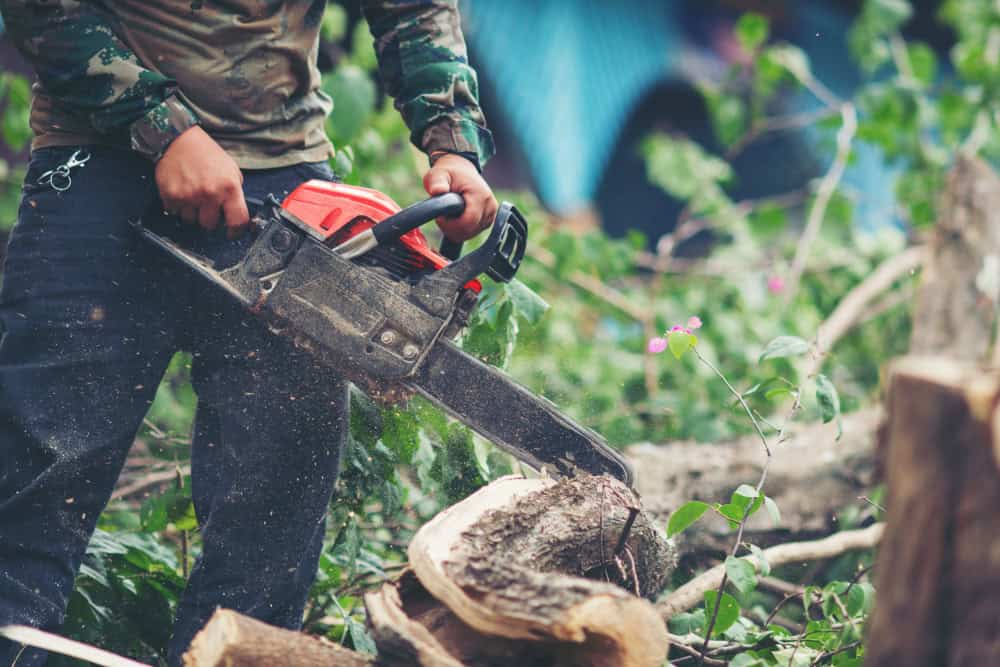 Comprehensive Tree Services in Buffalo and Western New York Areas tree services near me